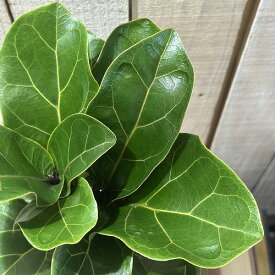 観葉植物　フィカス バンビーノ 5号スリット鉢(個体おまかせ1鉢)　インテリアグリーン 室内園芸 おしゃれ 可愛い かわいい