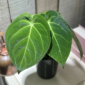 ϗtA@AXE tHQbeB sp. 3dO|bg(̂܂1)@CeAO[ |   킢