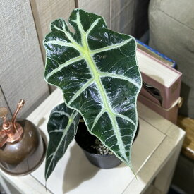 観葉植物　アロカシア アマゾニカ 3.5号硬質黒ポット(個体おまかせ1鉢)　インテリアグリーン 室内園芸 おしゃれ 可愛い かわいい
