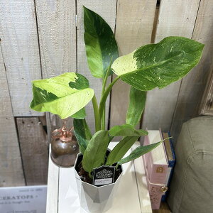 ϗtA@̍ tBfh WZ{[m 4(̂܂1)@CeAO[ |   킢