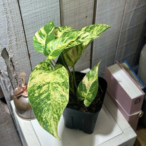 ϗtA@Gsvi(nuJY) A}]S[h 4p(̂܂1)@CeAO[ |   킢