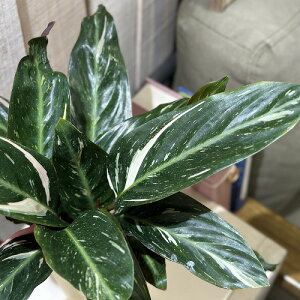 ϗtA@Xg}e(ExjVE) }WbNX^[ 4(̂܂1)@CeAO[ |   킢