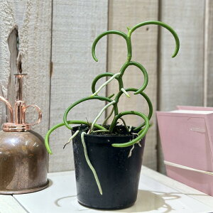 m m@psIiZ eX IsbNOX 3d|bg(̂܂1)@CeAO[ |   킢