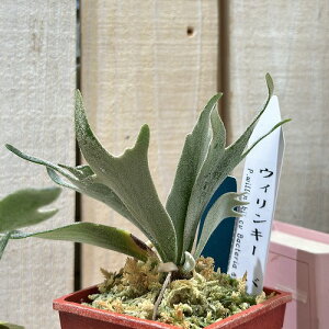 ϗtA@veBZE EBL[ oNeA X|A 3Jt(̂܂1)@CeAO[ |   킢