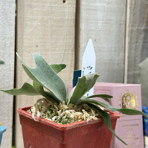 ϗtA@veBZE EBL[ WFChK[ X|A 3Jt(̂܂1)@CeAO[ |   킢