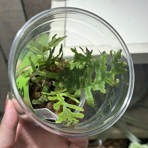 󏭁@p AIlJY 2 Jbvt(̂܂1)@CeAO[ |   킢