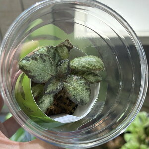 󏭁@Episcia sp 2 Jbvt(̂܂1)@CeAO[ |   킢