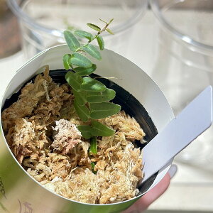 希少 Marcgravia Umbrella 2号 カップ付き(個体おまかせ1鉢) インテリアグリーン 室内園芸 おしゃれ 可愛い かわいい