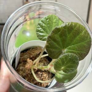 希少 Begonia sp.Manaus 2号 カップ付き(現品) インテリアグリーン 室内園芸 おしゃれ 可愛い かわいい