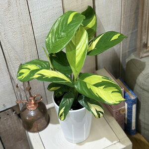 ϗtA@NeiZ xVA[i 4O(̂܂1)@CeAO[ |   킢