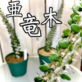 楽天市場 珍しい 多肉 植物の通販 楽天市場 珍しい 多肉 植物の通販