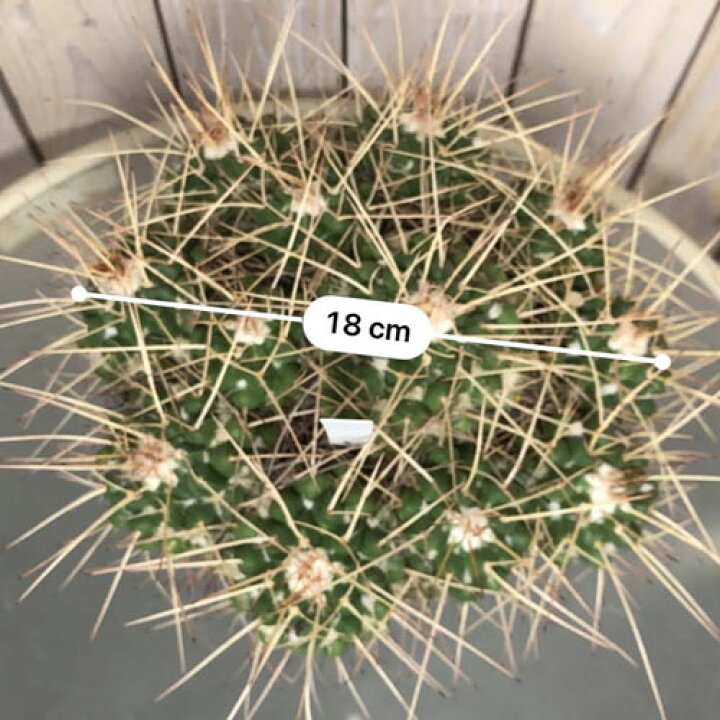 楽天市場 サボテン マミラリア 白竜丸 長棘 ５号 ﾄﾞﾗｲｶﾞｰﾃﾞﾝ 多肉植物 １点もの 大株 ﾏﾆｱ ｌｅａｆｓ