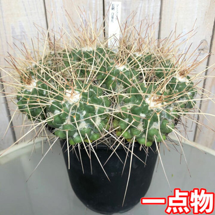 楽天市場 サボテン マミラリア 白竜丸 長棘 ５号 ﾄﾞﾗｲｶﾞｰﾃﾞﾝ 多肉植物 １点もの 大株 ﾏﾆｱ ｌｅａｆｓ