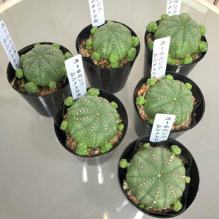 楽天市場】多肉植物 ユーフォルビア(ユーホルビア) オベサ 