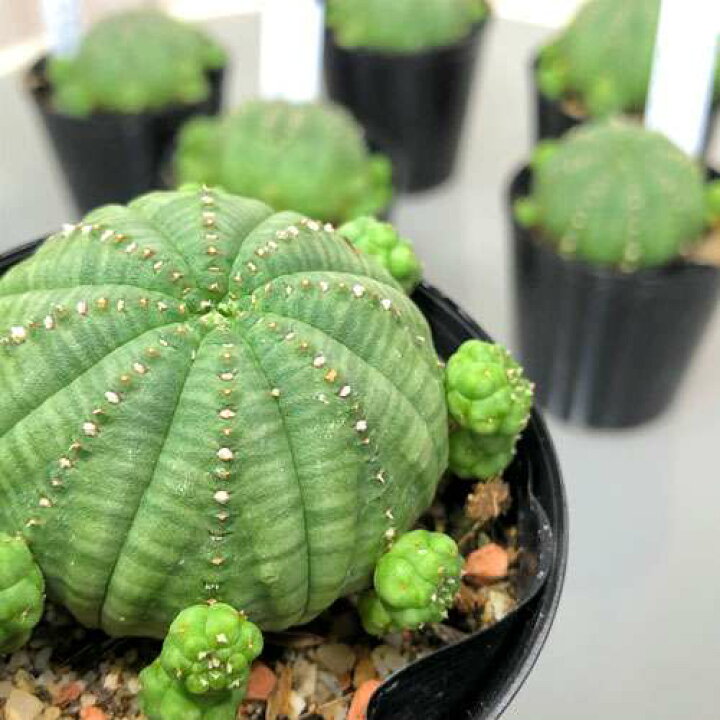 楽天市場】多肉植物 ユーフォルビア(ユーホルビア) オベサ 