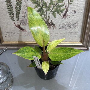 ! ϗtA@tBfh IW}[}[h 3@CeA  IV JCC  