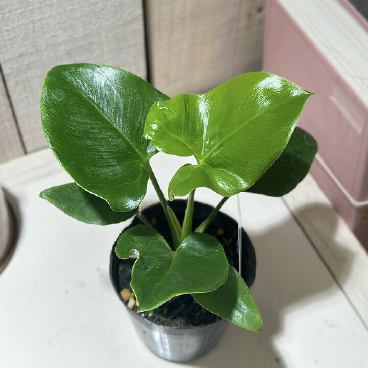 楽天市場】観葉植物 フィロデンドロン ゴエルディ 2.5号ポット(個体 