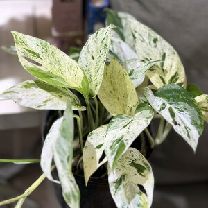 []Gsvi sic }[u(nuJY) 4|bg(̂܂1)@ϗtA CeAO[ |   킢