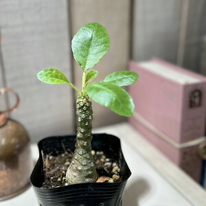 塊根植物 ドルステニア sp. 2.5号ポット(個体おまかせ1鉢) インテリアグリーン 室内園芸 おしゃれ 可愛い かわいい