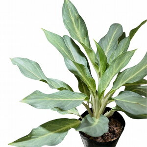 ϗtA@AOIl} VJWi 4.5|bg(̂܂1)@CeAO[ |   킢