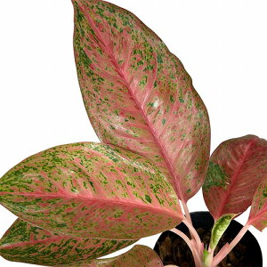 ϗtA@AOIl} R}j[ 4.5|bg(̂܂1)@CeAO[ |   킢