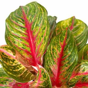 ϗtA@AOIl} SOMPRATHANA 4.5|bg(̂܂1)@CeAO[ |   킢