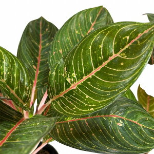 ϗtA@AOIl} _CAi 4.5|bg(̂܂1)@CeAO[ |   킢