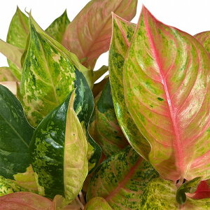 ϗtA@AOIl} LOD 4.5|bg(̂܂1)@CeAO[ |   킢