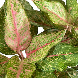 y󂠂zytzAOIl} tH[` 4.5|bg(̂܂1)@ϗtA CeAO[ |   킢