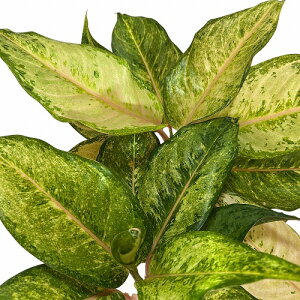 ϗtA@AOIl} t[Y 4.5|bg(̂܂1)@CeAO[ |   킢