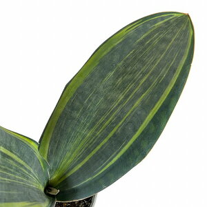 A@TXxA(TZxA) }b\jA oGK[^ 5(̂܂1)@CeAO[ |   킢