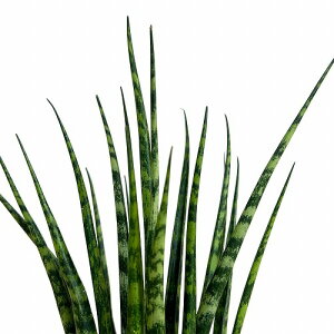 A@TXxA(TZxA) t@EbhE~Jh 2.5|bg(̂܂1)@CeAO[ |   킢