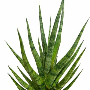 A@TXxA(TZxA) g[` 2.5|bg(̂܂1)@CeAO[ |   킢