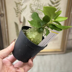 多肉植物　ヒドノフィツム パプアナム 2.5号硬質ポット(現品)　インテリアグリーン 室内園芸 おしゃれ 可愛い かわいい