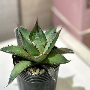 []@AKx z_ 2|bg(̂܂1)@A CeAO[ | c