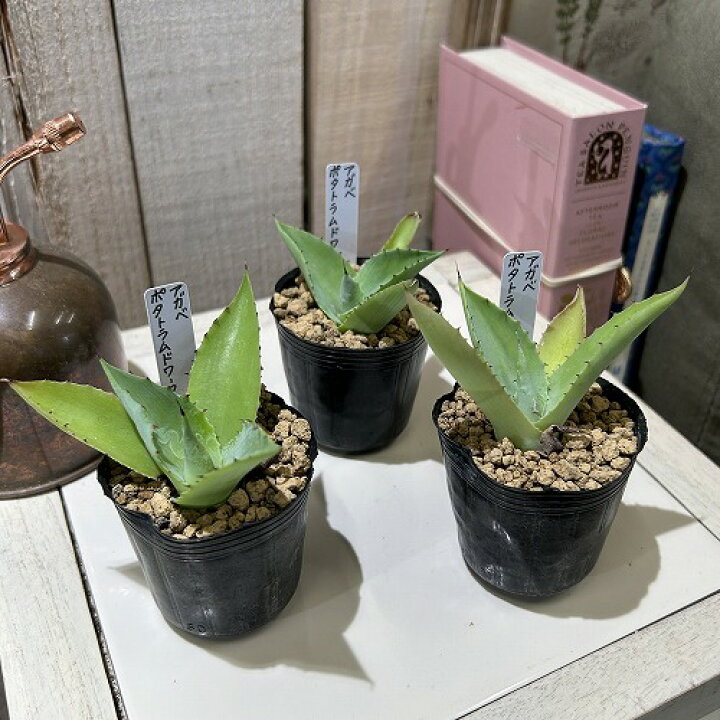 楽天市場】[お買い得] アガベ ポタトラムドワーフ 2号ポット(個体 