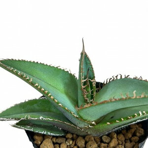 []@AKx Kh^ 2|bg(̂܂1)@A CeAO[ | c