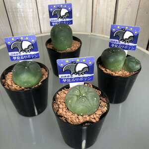 楽天市場 ロフォフォラ 烏羽玉 ２ ５号 サボテン 多肉植物 インテリア 乾燥に強い カワイイ ｌｅａｆｓ