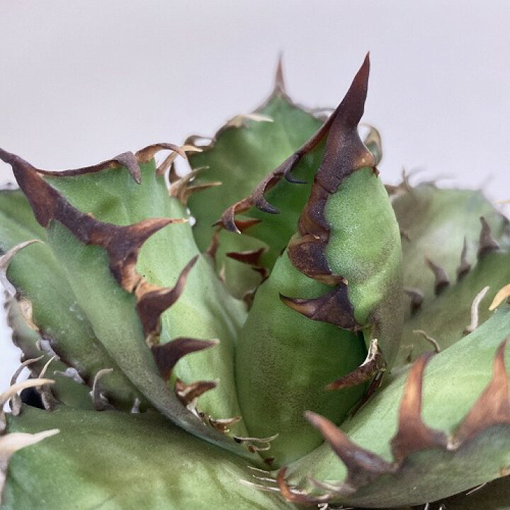 楽天市場】多肉植物 アガベ チタノタ レッドキャットウィーズル(赤猫  
