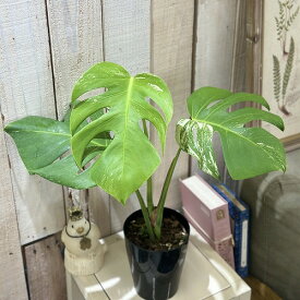 [お買い得]白斑モンステラ ボルシギアナ sp.(品種不明) 挿し木株【斑少なめ】4号ロング黒鉢(個体おまかせ1鉢)　斑入り ボルシギアーナ 観葉植物 インテリアグリーン 室内園芸 おしゃれ 可愛い かわいい