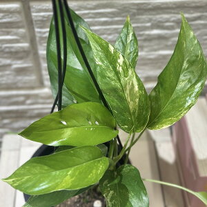 ϗtA@tBhtH si^() 4݂蔫(̂܂1)@CeAO[   킢 |