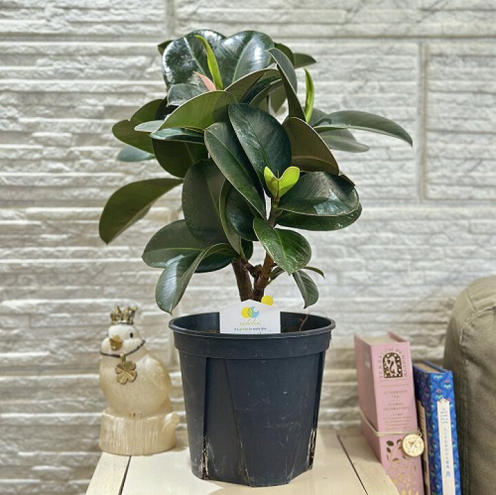 楽天市場】観葉植物 フィカス ソフィア 5号(おまかせ1鉢) インテリア 