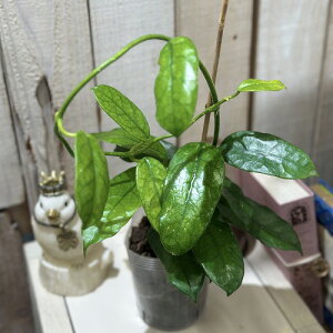 ϗtA@z Ou[T(O{[T) 3O|bg(̂܂1)@CeAO[   킢 |