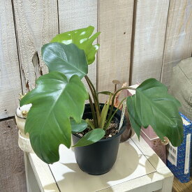 観葉植物　フィロデンドロン マヨイ 4号鉢(個体おまかせ1鉢)　インテリアグリーン おしゃれ 可愛い かわいい 室内園芸