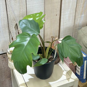 ϗtA@tBfh }C 4(̂܂1)@CeAO[   킢 |