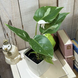 観葉植物　【葉傷みあり】フィロデンドロン ホワイトプリンセス 4号白角鉢(個体おまかせ1鉢)　インテリアグリーン おしゃれ 可愛い かわいい 室内園芸