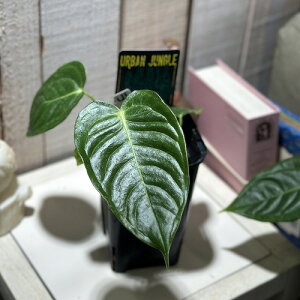 �ϗt�A���@�A���X���E�� �x�C�`�[ 3.5�������O���p��(�̂��܂���1��)�@�C���e���A�O���[�� ������� ���� ���킢�� �������|