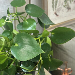 ϗtA@yy~A WFCh 4.5|bg(̂܂1)@CeAO[   킢 |