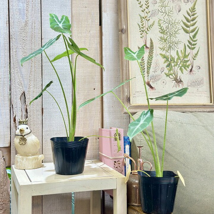 楽天市場】観葉植物 アロカシア ロンギローバ(ロンギロバ) シルバー 