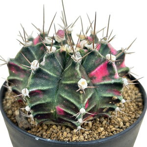 T{e@MmJLE ~nmrb`(ꉲO) 3 B(i)@CeAO[   킢 |